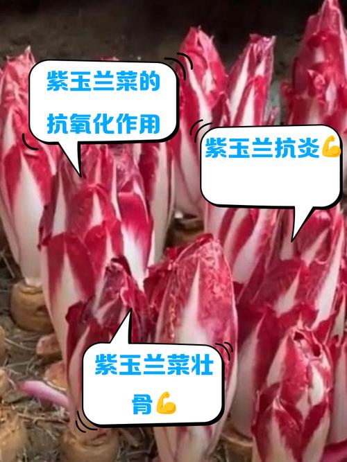 紫玉兰的功效和作用，紫玉兰的药用价值？-第6张图片-优品飞百科