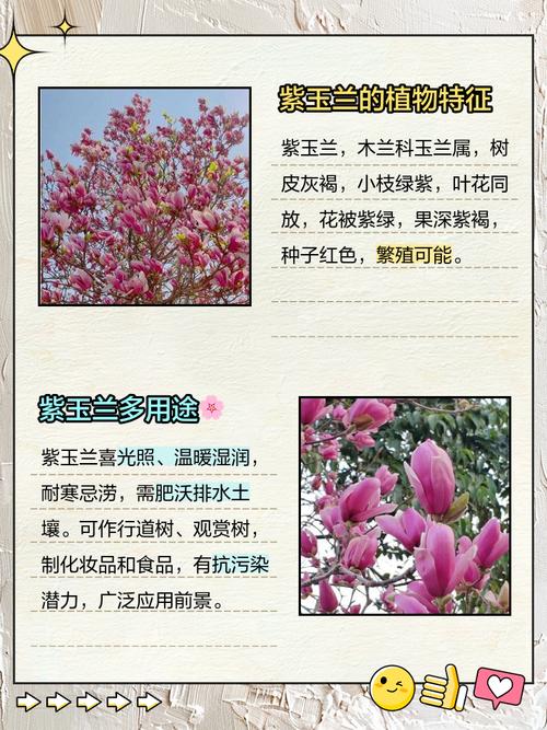 紫玉兰的功效和作用，紫玉兰的药用价值？-第7张图片-优品飞百科