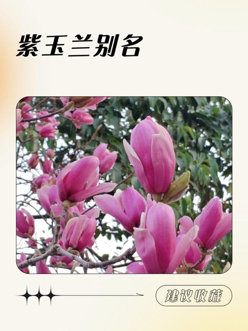 紫玉兰的功效和作用，紫玉兰的药用价值？-第8张图片-优品飞百科