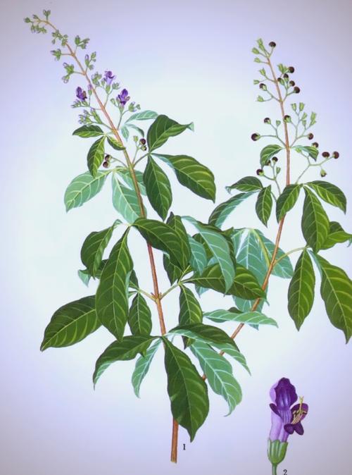 蔓荆子的功效与作用？中药炒蔓荆子的功效与作用？