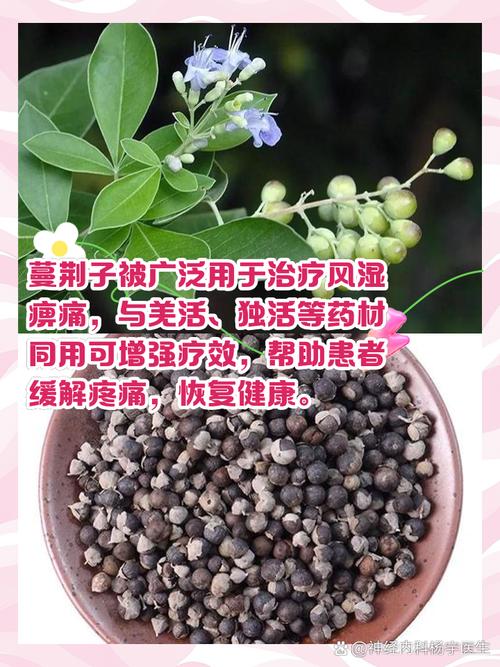 蔓荆子的功效与作用？中药炒蔓荆子的功效与作用？-第3张图片-优品飞百科