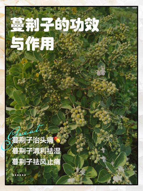 蔓荆子的功效与作用？中药炒蔓荆子的功效与作用？-第5张图片-优品飞百科