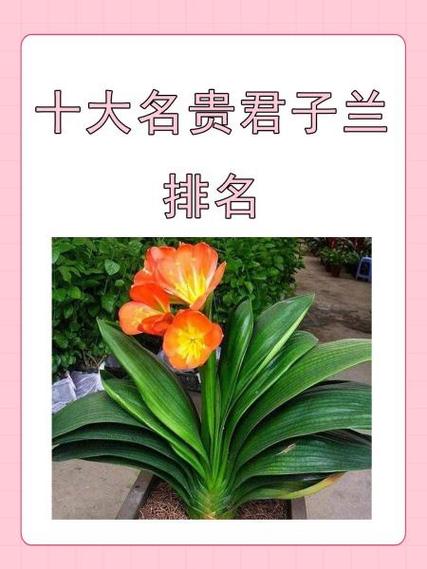 前十名贵君子兰排名，君子兰最贵三个颜色-第2张图片-优品飞百科