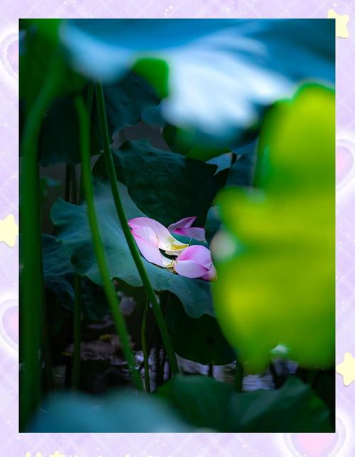 荷花能寓意什么，荷花的花色多吗，荷花能代表什么？-第2张图片-优品飞百科