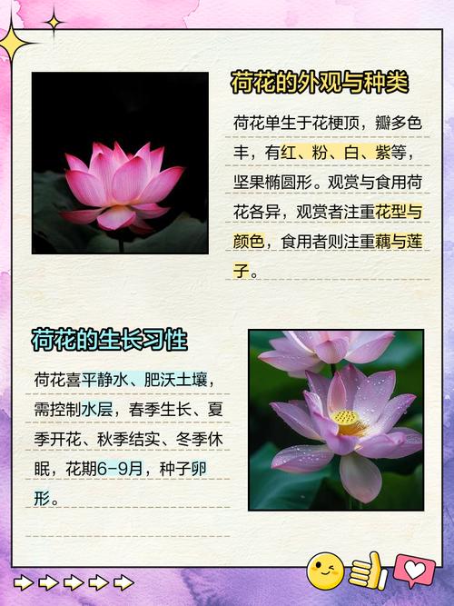 荷花能寓意什么，荷花的花色多吗，荷花能代表什么？-第3张图片-优品飞百科