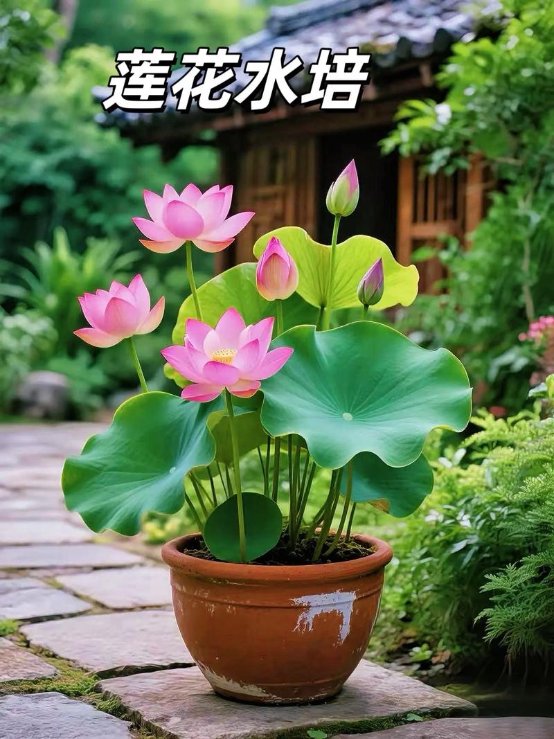 荷花能寓意什么，荷花的花色多吗，荷花能代表什么？-第4张图片-优品飞百科