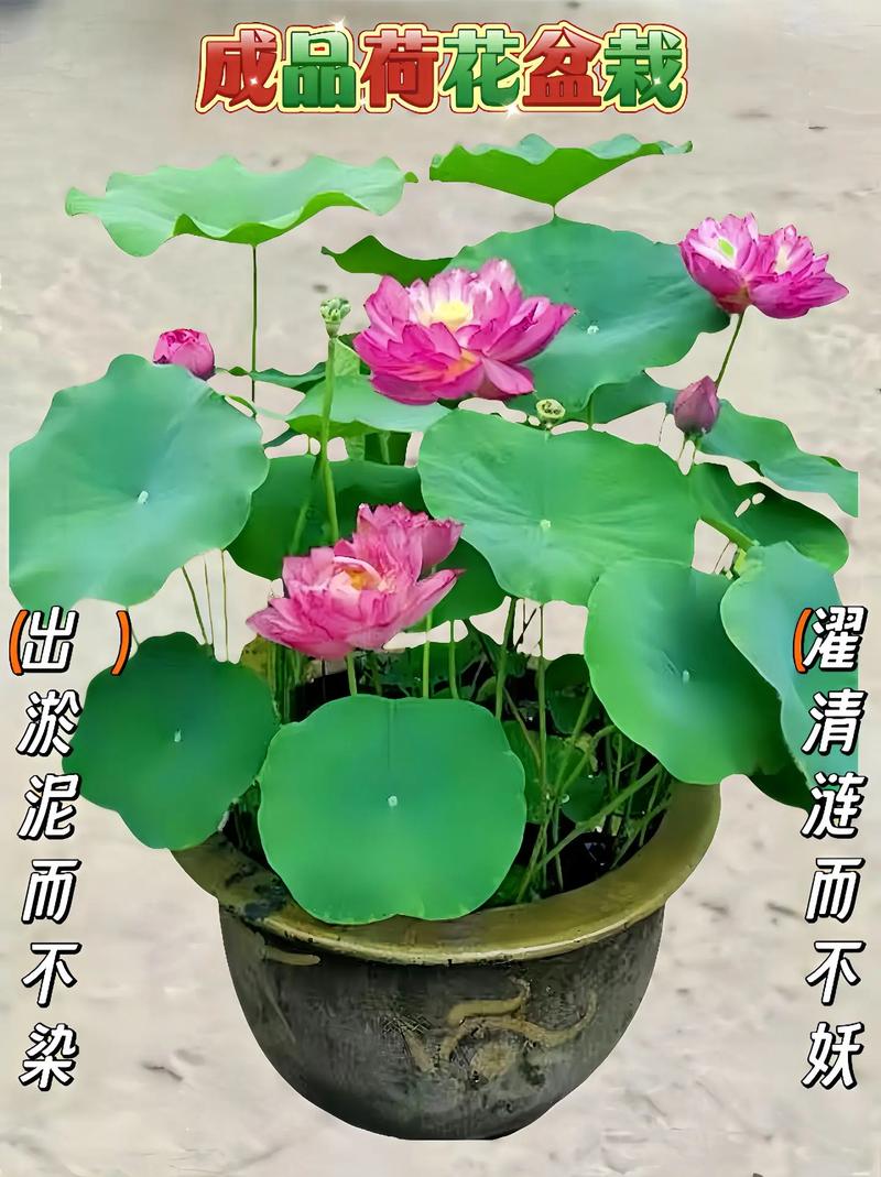 荷花能寓意什么，荷花的花色多吗，荷花能代表什么？-第6张图片-优品飞百科