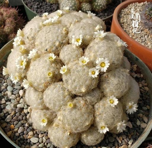 仙人球开白花是好事吗，仙人球开白花了是否好兆头