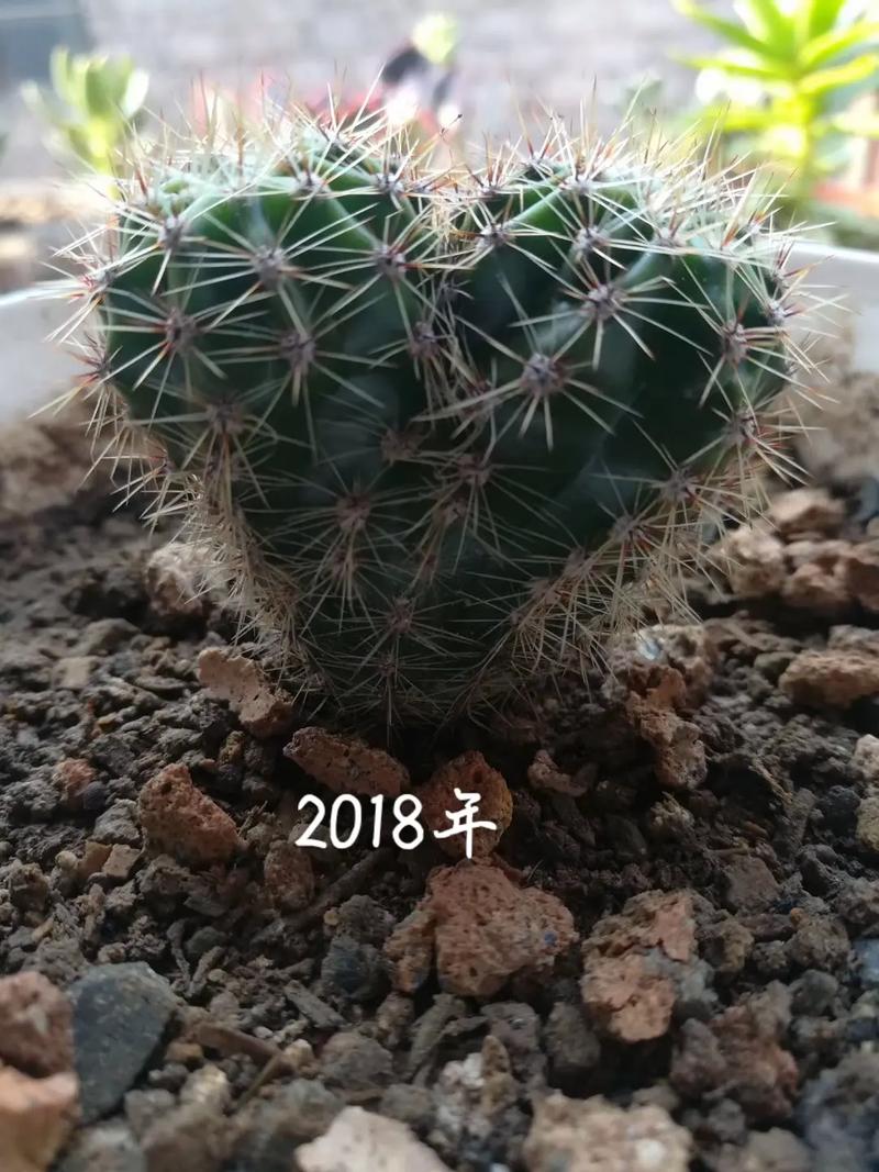 仙人球开白花是好事吗，仙人球开白花了是否好兆头-第2张图片-优品飞百科