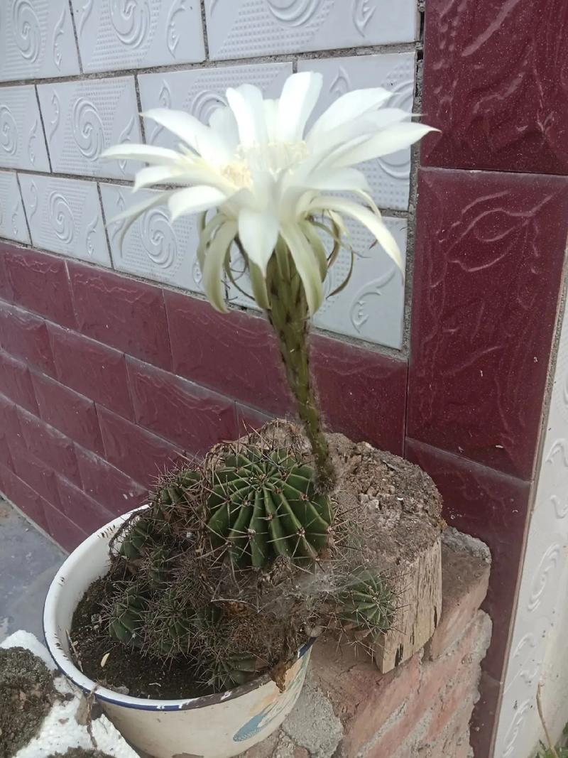 仙人球开白花是好事吗，仙人球开白花了是否好兆头-第3张图片-优品飞百科