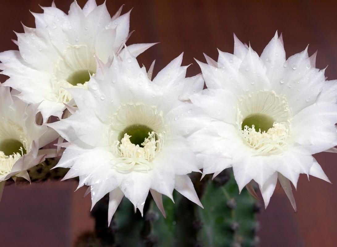 仙人球开白花是好事吗，仙人球开白花了是否好兆头-第4张图片-优品飞百科