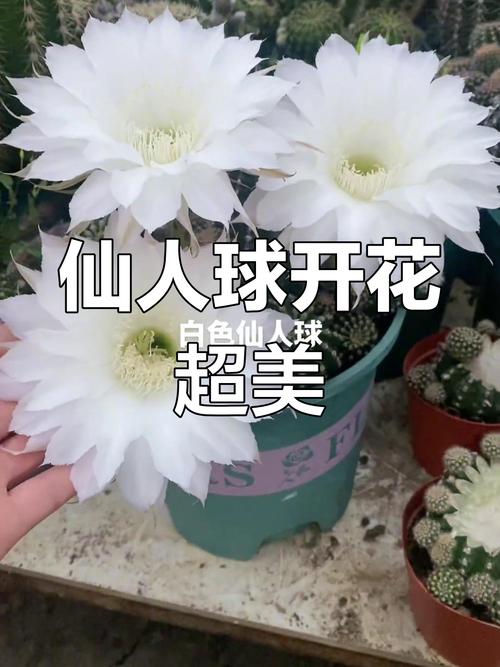 仙人球开白花是好事吗，仙人球开白花了是否好兆头-第5张图片-优品飞百科