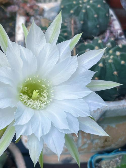 仙人球开白花是好事吗，仙人球开白花了是否好兆头-第6张图片-优品飞百科