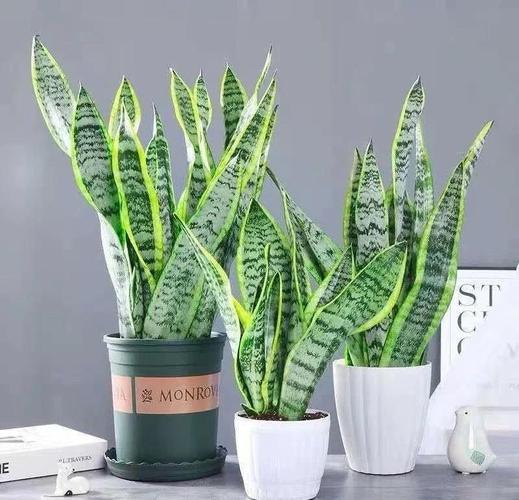 夏天养盆它，吸甲醛旺风水，家里立马变氧吧！？吸甲醛养什么植物好？