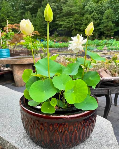 小叶榕和虎皮榕的区别，是同一种植物吗？台湾虎皮榕黄叶落叶是怎么回事？-第1张图片-优品飞百科