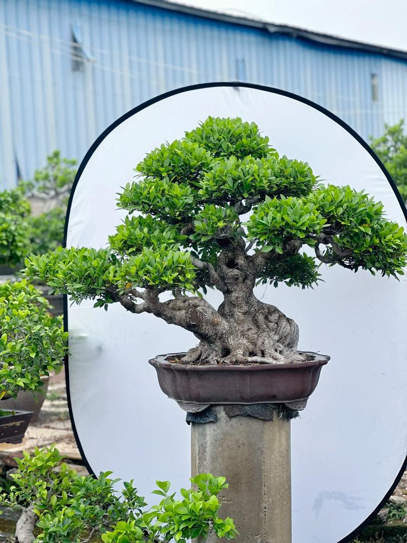 小叶榕和虎皮榕的区别，是同一种植物吗？台湾虎皮榕黄叶落叶是怎么回事？-第2张图片-优品飞百科