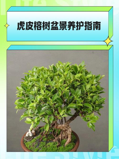 小叶榕和虎皮榕的区别，是同一种植物吗？台湾虎皮榕黄叶落叶是怎么回事？-第3张图片-优品飞百科