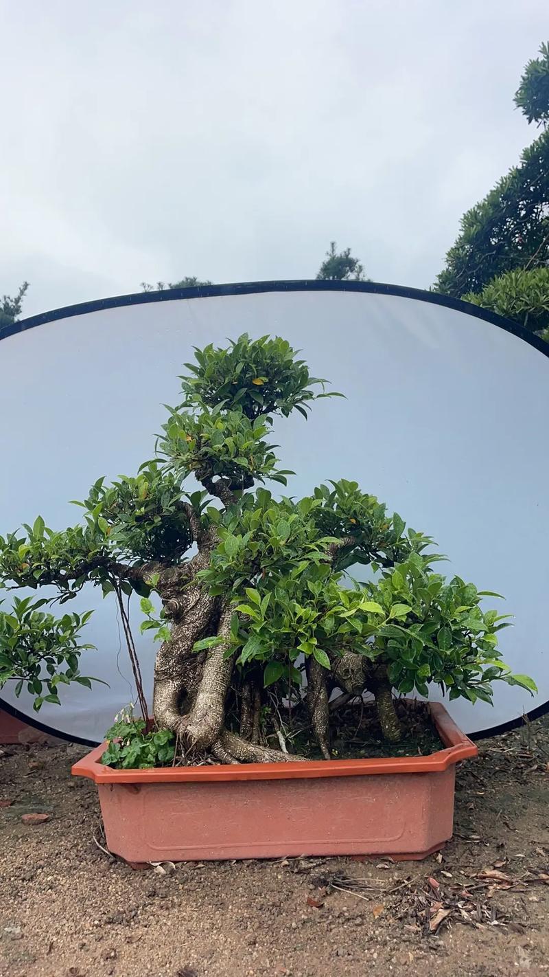 小叶榕和虎皮榕的区别，是同一种植物吗？台湾虎皮榕黄叶落叶是怎么回事？-第4张图片-优品飞百科