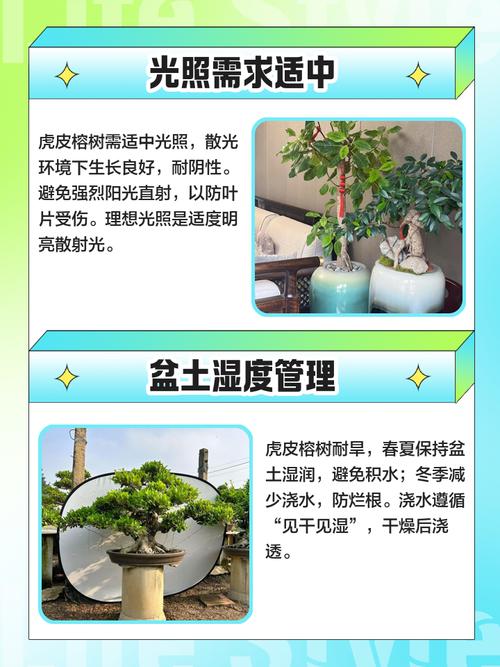 小叶榕和虎皮榕的区别，是同一种植物吗？台湾虎皮榕黄叶落叶是怎么回事？-第7张图片-优品飞百科