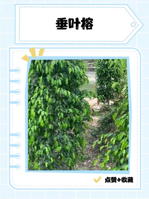 小叶榕和虎皮榕的区别，是同一种植物吗？台湾虎皮榕黄叶落叶是怎么回事？-第8张图片-优品飞百科