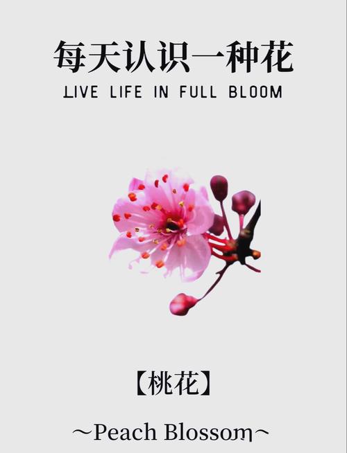 桃花的寓意和象征？桃花的寓意和象征意义？-第2张图片-优品飞百科