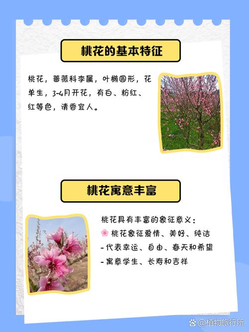 桃花的寓意和象征？桃花的寓意和象征意义？-第4张图片-优品飞百科