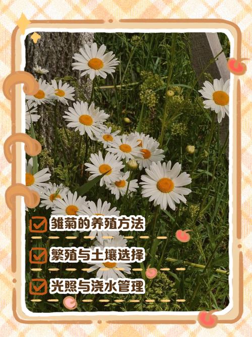 雏菊花期，雏菊图片？雏菊的花期有多少天？-第1张图片-优品飞百科