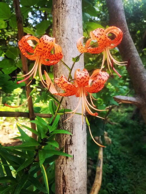 雏菊花期，雏菊图片？雏菊的花期有多少天？-第2张图片-优品飞百科