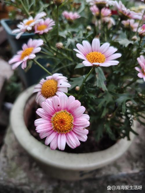 雏菊花期，雏菊图片？雏菊的花期有多少天？-第3张图片-优品飞百科