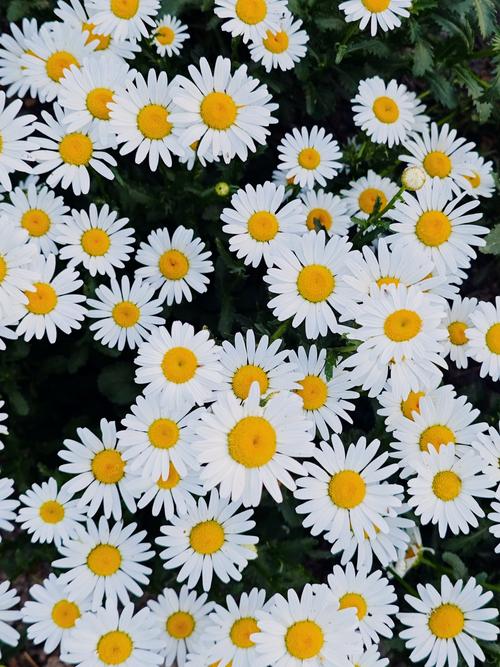 雏菊花期，雏菊图片？雏菊的花期有多少天？-第4张图片-优品飞百科