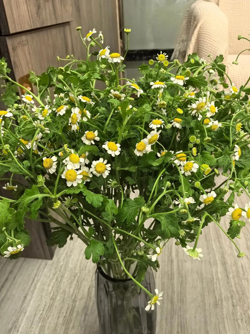 雏菊花期，雏菊图片？雏菊的花期有多少天？-第5张图片-优品飞百科