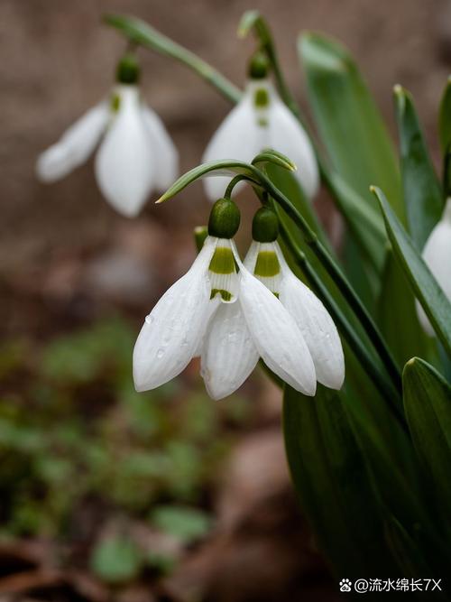 姜花适合在家庭养吗，姜花适合盆栽吗？-第1张图片-优品飞百科