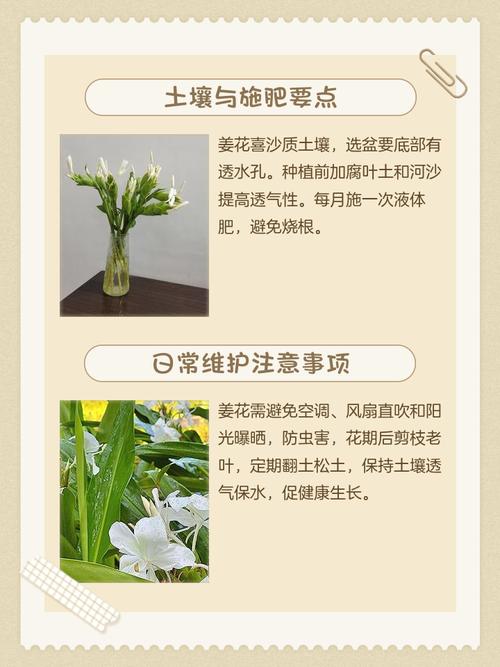 姜花适合在家庭养吗，姜花适合盆栽吗？-第3张图片-优品飞百科