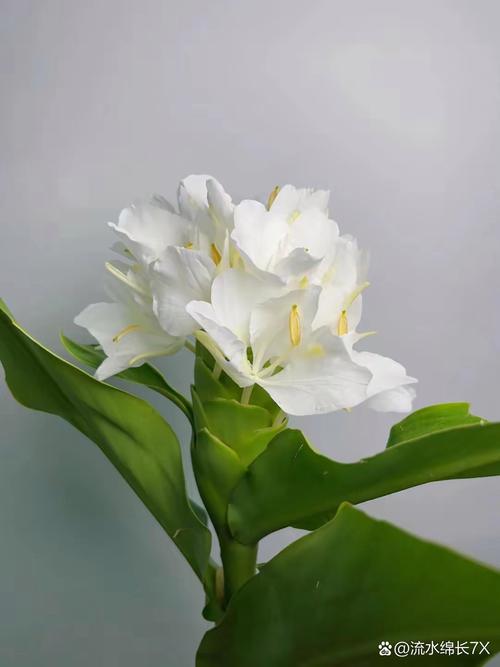 姜花适合在家庭养吗，姜花适合盆栽吗？-第2张图片-优品飞百科