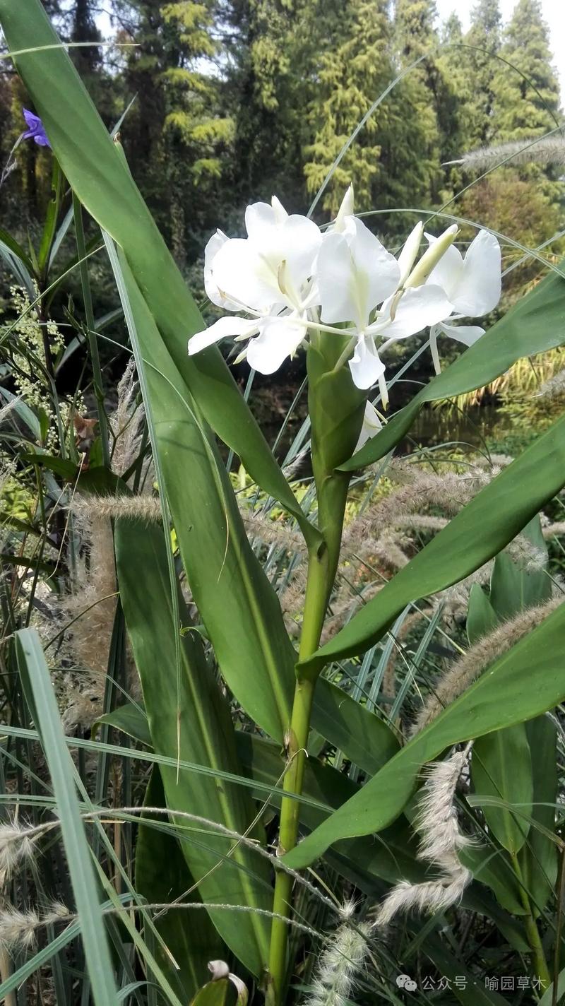 姜花适合在家庭养吗，姜花适合盆栽吗？-第4张图片-优品飞百科