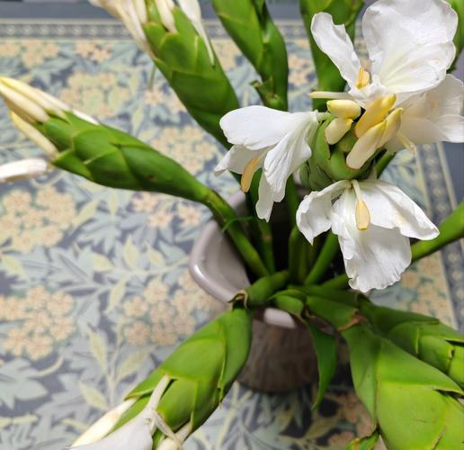 姜花适合在家庭养吗，姜花适合盆栽吗？-第5张图片-优品飞百科