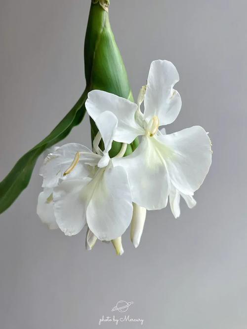 姜花适合在家庭养吗，姜花适合盆栽吗？-第6张图片-优品飞百科