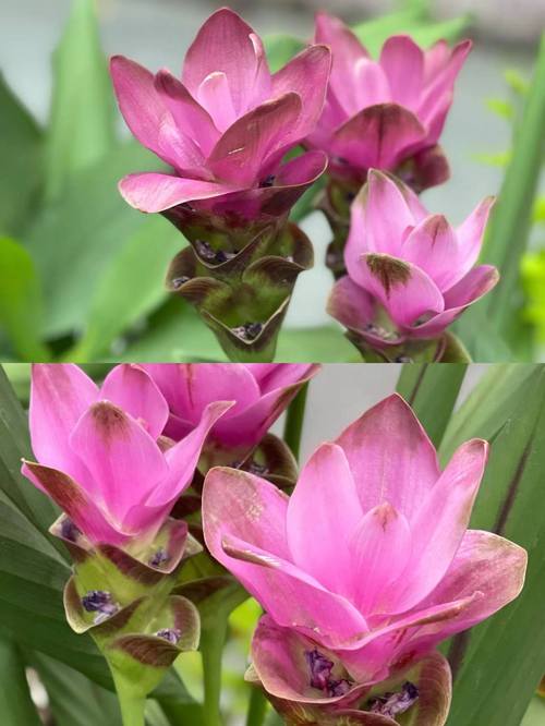 姜花适合在家庭养吗，姜花适合盆栽吗？-第7张图片-优品飞百科