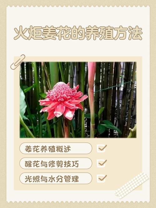 姜花适合在家庭养吗，姜花适合盆栽吗？-第8张图片-优品飞百科