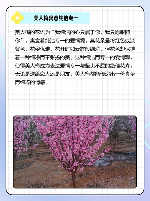 美人梅的花语和文化背景，美人梅的花语和文化背景怎么写-第2张图片-优品飞百科