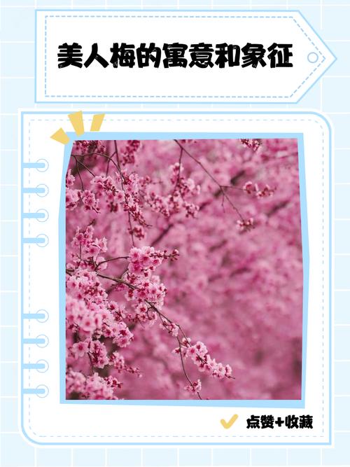 美人梅的花语和文化背景，美人梅的花语和文化背景怎么写-第3张图片-优品飞百科