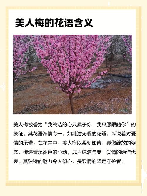 美人梅的花语和文化背景，美人梅的花语和文化背景怎么写-第4张图片-优品飞百科