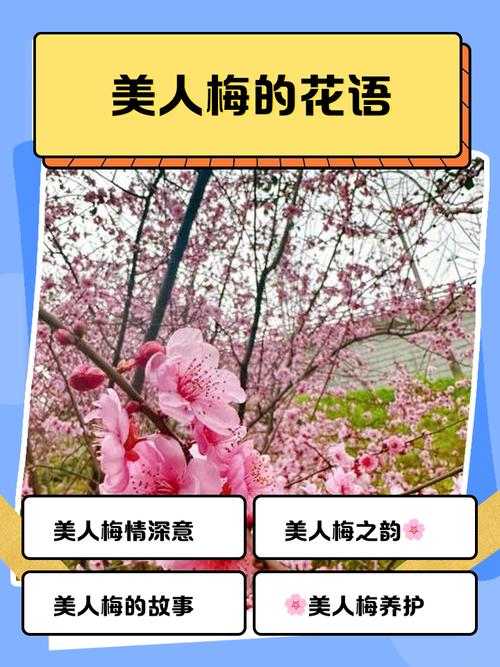 美人梅的花语和文化背景，美人梅的花语和文化背景怎么写-第6张图片-优品飞百科