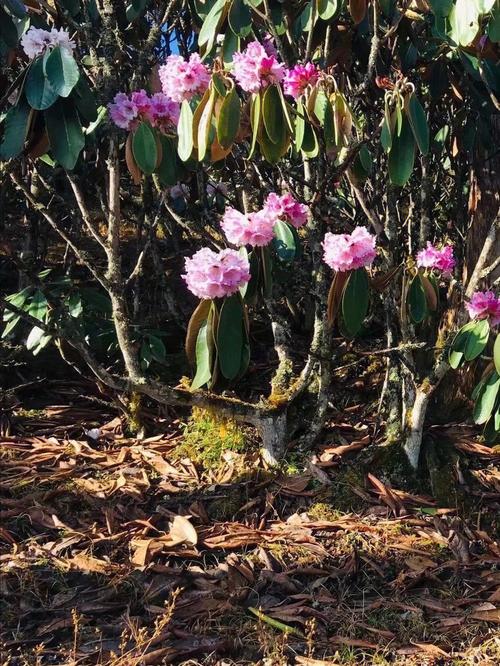 攀枝花天气预报15天？成都天气预报15天？-第7张图片-优品飞百科