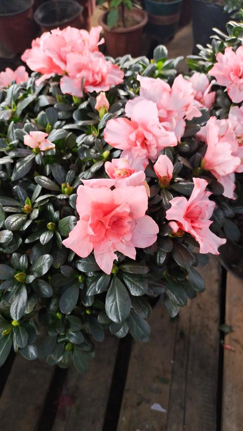 什么样的杜鹃花有毒，哪种杜鹃花有毒？