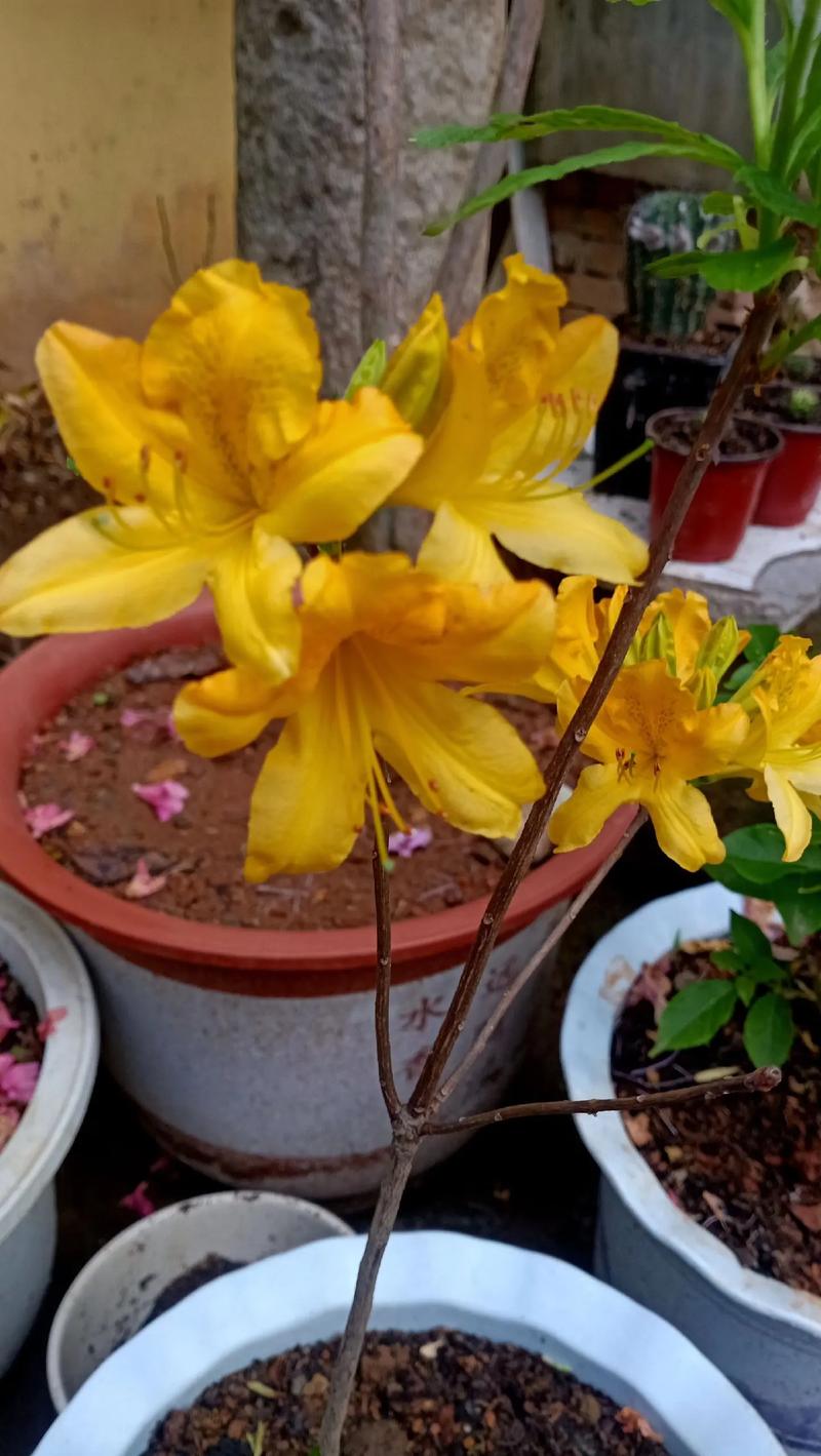 什么样的杜鹃花有毒，哪种杜鹃花有毒？-第2张图片-优品飞百科