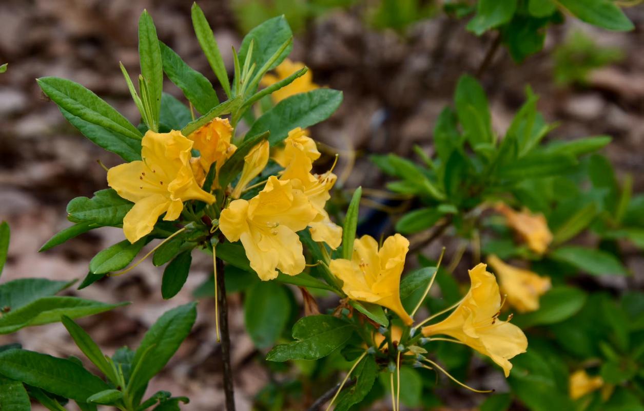 什么样的杜鹃花有毒，哪种杜鹃花有毒？-第3张图片-优品飞百科