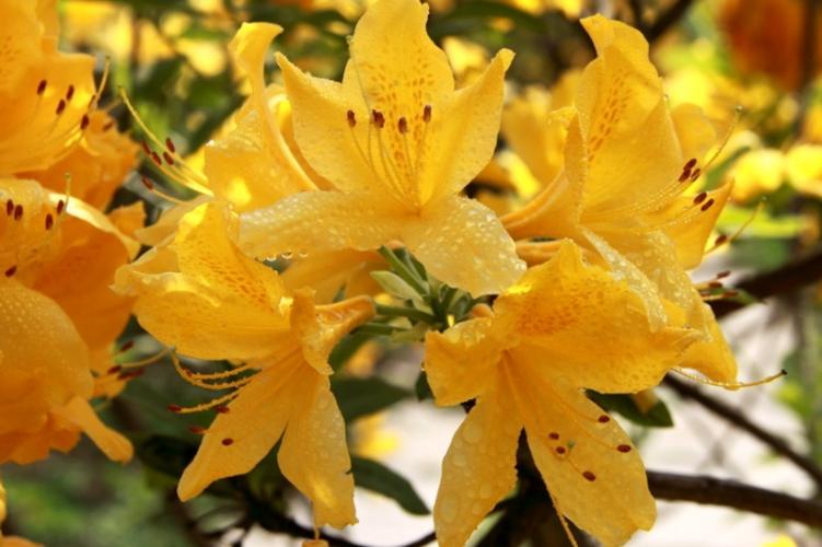 什么样的杜鹃花有毒，哪种杜鹃花有毒？-第4张图片-优品飞百科