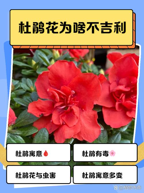 什么样的杜鹃花有毒，哪种杜鹃花有毒？-第5张图片-优品飞百科
