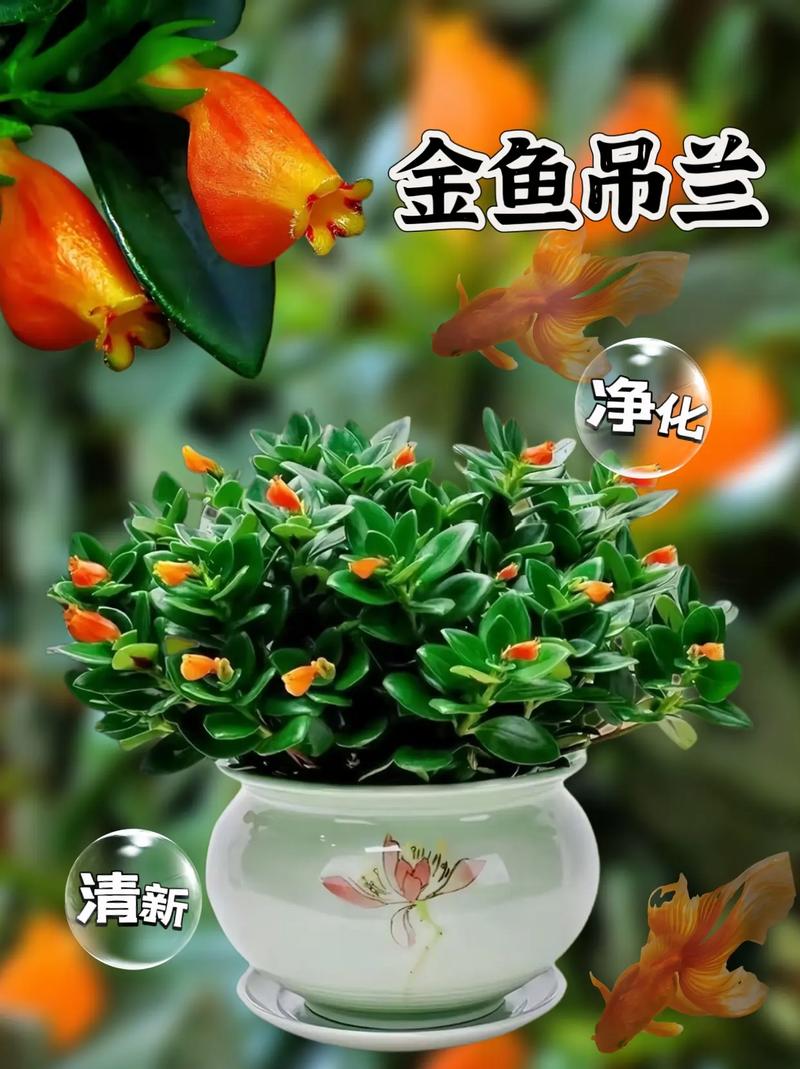金鱼吊兰的花语和寓意，送人有什么禁忌，金鱼吊兰的摆放风水禁忌？